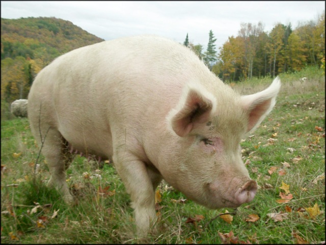A Sugar Mountain Farm pig
