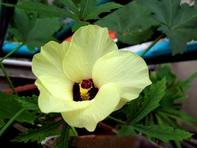 A pale yellow okra blossom